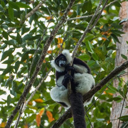 Parc National Andasibe-Mantadia - Indri A Découvrir à Madagascar - Le Parc national Andasibe-Mantadia