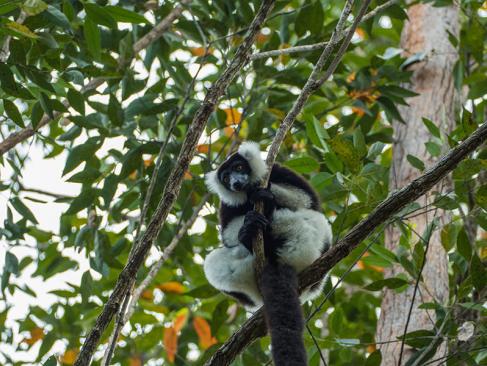 Parc National Andasibe-Mantadia - Indri A Découvrir à Madagascar - Le Parc national Andasibe-Mantadia