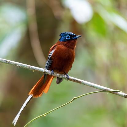 Parc National Andasibe-Mantadia - Malagasy Paradise Flycatcher A Découvrir à Madagascar - Le Parc national Andasibe-Mantadia