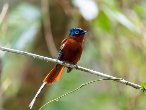 Parc National Andasibe-Mantadia - Malagasy Paradise Flycatcher A Découvrir à Madagascar - Le Parc national Andasibe-Mantadia