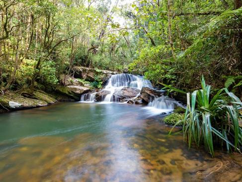 Parc National Andasibe-Mantadia A Découvrir à Madagascar - Le Parc national Andasibe-Mantadia