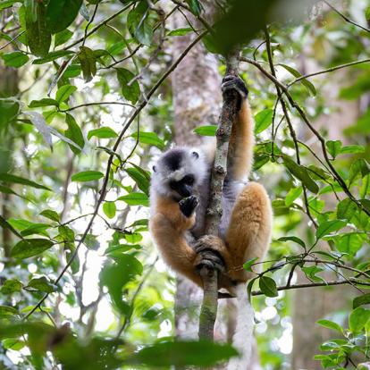 Parc national Andasibe - Lémurien propithèque à diadème coloré A Découvrir à Madagascar - Le Parc national Andasibe-Mantadia