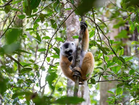 Parc National Andasibe - Lémurien Propithèque à Diadème Coloré A Découvrir à Madagascar - Le Parc national Andasibe-Mantadia
