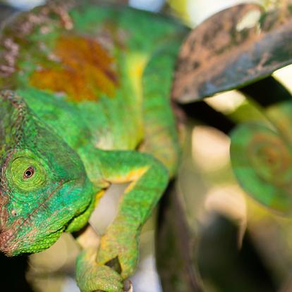 Parc National Andasibe-Mantadia Caméléon De Parson (Calumma Parsonii) A Découvrir à Madagascar - Le Parc national Andasibe-Mantadia