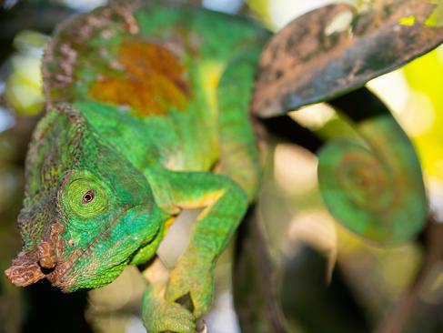 Parc National Andasibe-Mantadia Caméléon De Parson (Calumma Parsonii) A Découvrir à Madagascar - Le Parc national Andasibe-Mantadia