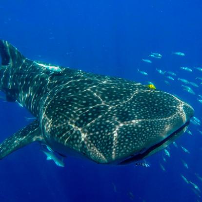 Requin Baleine - Nosy Be A Découvrir à Madagascar - Nosy Be