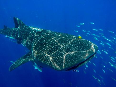 Requin Baleine - Nosy Be A Découvrir à Madagascar - Nosy Be