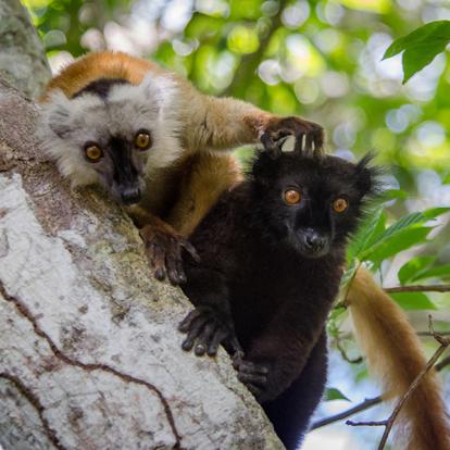 Lémuriens Noirs De Nosy Be A Découvrir à Madagascar - Nosy Be