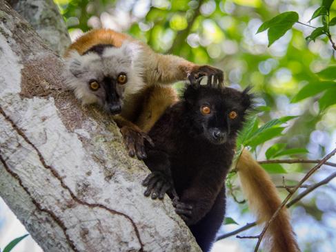 Lémuriens Noirs De Nosy Be A Découvrir à Madagascar - Nosy Be