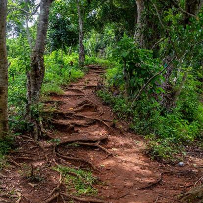 Nosy Be - Sentier à Travers La Forêt Tropicale De La Réserve Naturelle Intégrale De Lokobe A Découvrir à Madagascar - Nosy Be