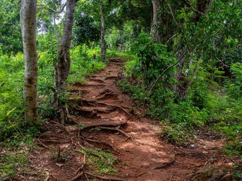 Nosy Be - Sentier à Travers La Forêt Tropicale De La Réserve Naturelle Intégrale De Lokobe A Découvrir à Madagascar - Nosy Be