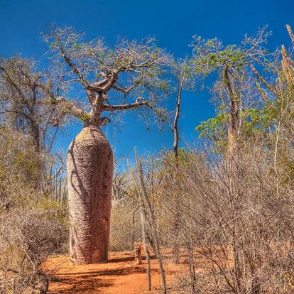 A Découvrir à Madagascar - Tuléar (ou Toliara)