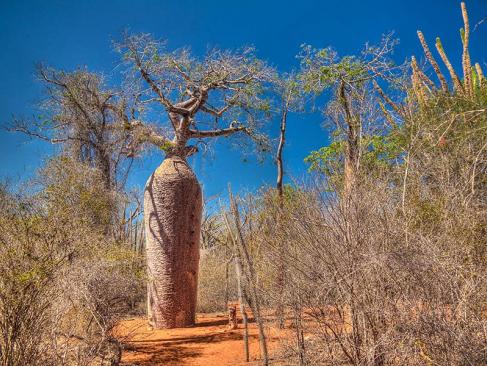 A Découvrir à Madagascar - Tuléar (ou Toliara)