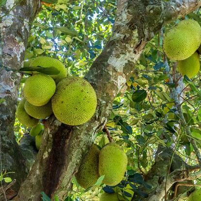 A Découvrir à Madagascar - Tamatave (ou Toamasina)