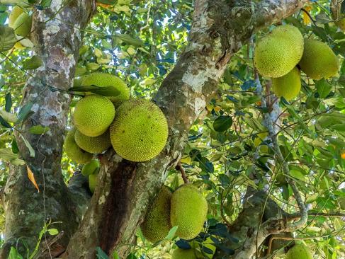 A Découvrir à Madagascar - Tamatave (ou Toamasina)