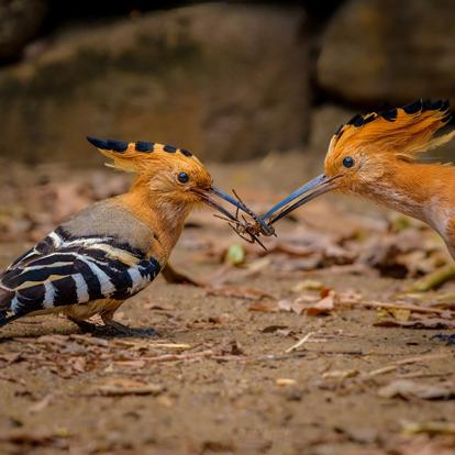 A Découvrir à Madagascar - Parc National de l'Isalo