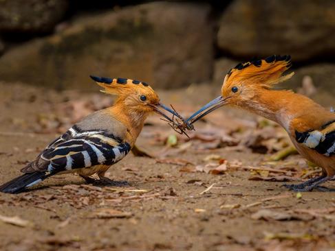 Parc National De L'Isalo A Découvrir à Madagascar - Parc National de l'Isalo