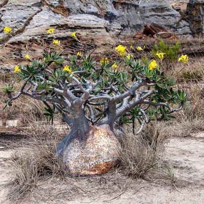 Parc National De L'Isalo - Spécimen De Plante Pied D'éléphant (Pachypodium Rosulatum) A Découvrir à Madagascar - Parc National de l'Isalo