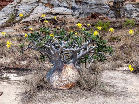 Parc National De L'Isalo - Spécimen De Plante Pied D'éléphant (Pachypodium Rosulatum) A Découvrir à Madagascar - Parc National de l'Isalo