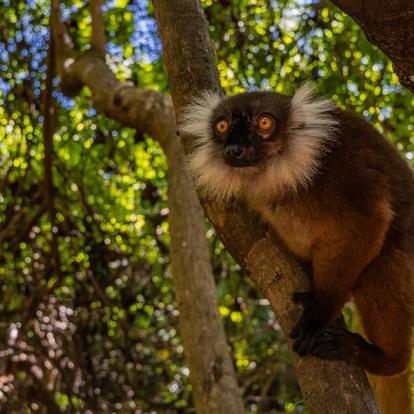 A Découvrir à Madagascar - Les Lémuriens