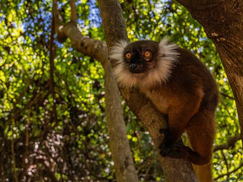 A Découvrir à Madagascar - Les Lémuriens