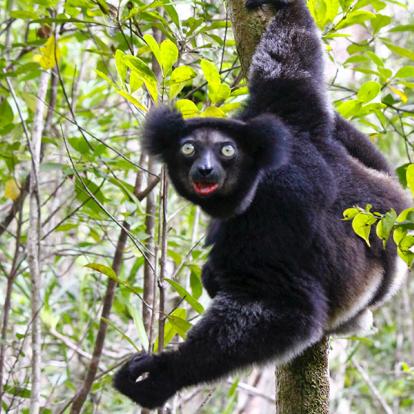 A Découvrir à Madagascar - Les Lémuriens