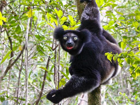 A Découvrir à Madagascar - Les Lémuriens