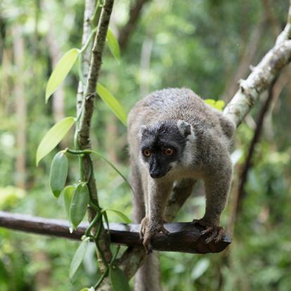 A Découvrir à Madagascar - Les Lémuriens