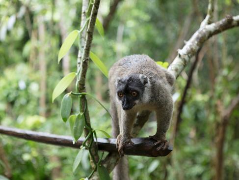 A Découvrir à Madagascar - Les Lémuriens