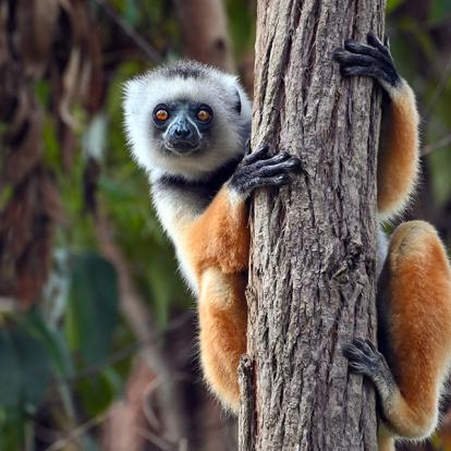 A Découvrir à Madagascar - Les Lémuriens