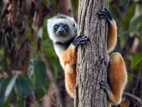 A Découvrir à Madagascar - Les Lémuriens