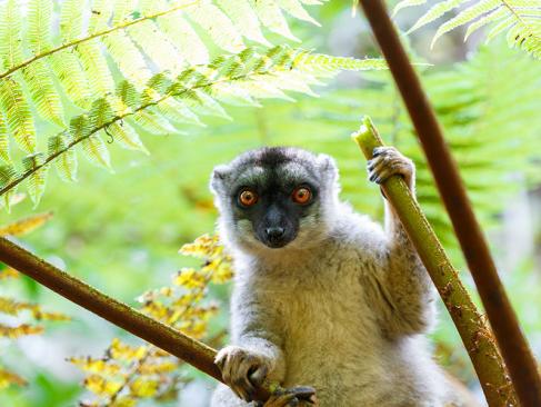 A Découvrir à Madagascar - Les Lémuriens
