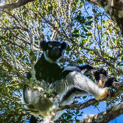 A Découvrir à Madagascar - Les Lémuriens