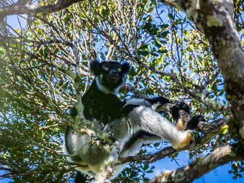 A Découvrir à Madagascar - Les Lémuriens