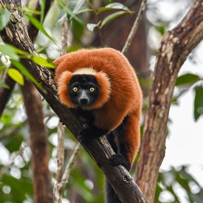 A Découvrir à Madagascar - Les Lémuriens