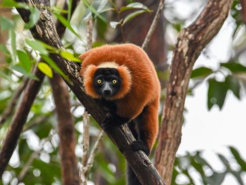 A Découvrir à Madagascar - Les Lémuriens