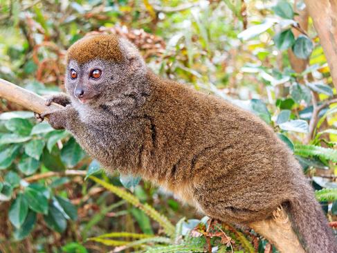 A Découvrir à Madagascar - Les Lémuriens