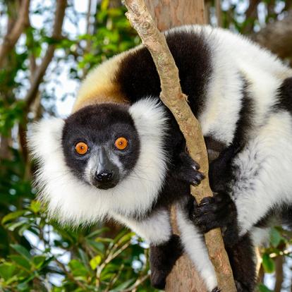A Découvrir à Madagascar - Les Lémuriens