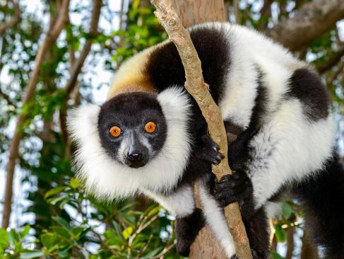 A Découvrir à Madagascar - Les Lémuriens