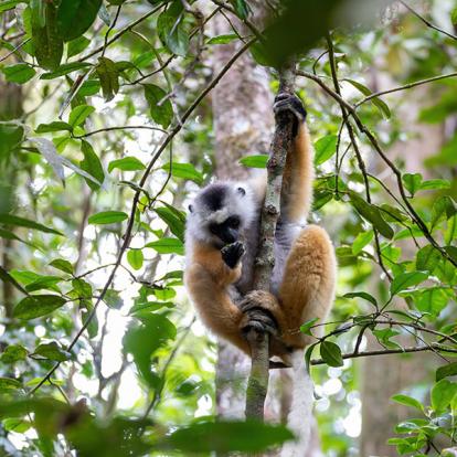 A Découvrir à Madagascar - Les Lémuriens