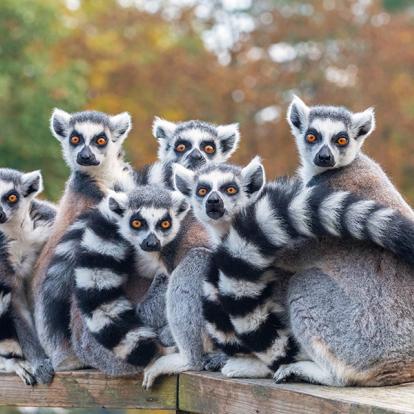 A Découvrir à Madagascar - Les Lémuriens