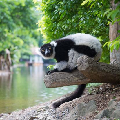A Découvrir à Madagascar - Les Lémuriens