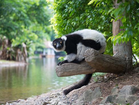 A Découvrir à Madagascar - Les Lémuriens