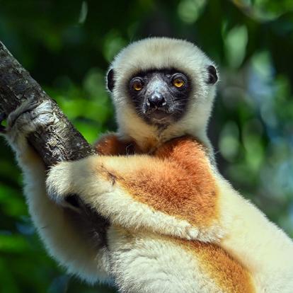 Coquerel sifaka lemur A Découvrir à Madagascar - Les Lémuriens