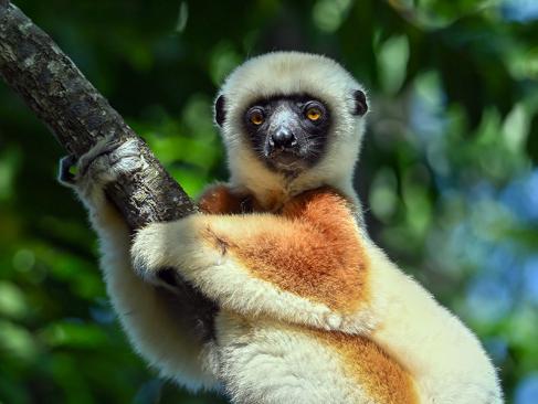 A Découvrir à Madagascar - Les Lémuriens