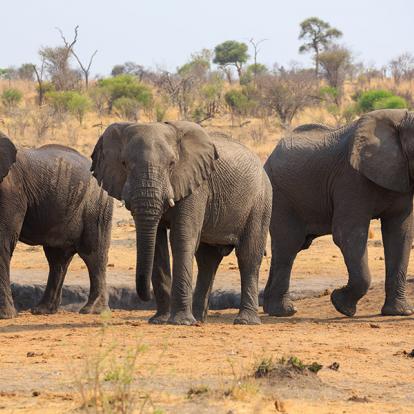 A Découvrir en Namibie - Le Bushmanland