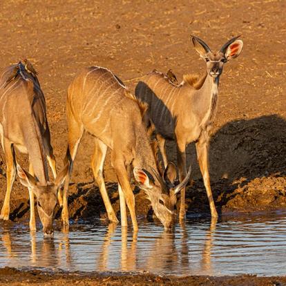 A Découvrir en Namibie - Le Bushmanland