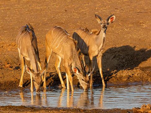 A Découvrir en Namibie - Le Bushmanland