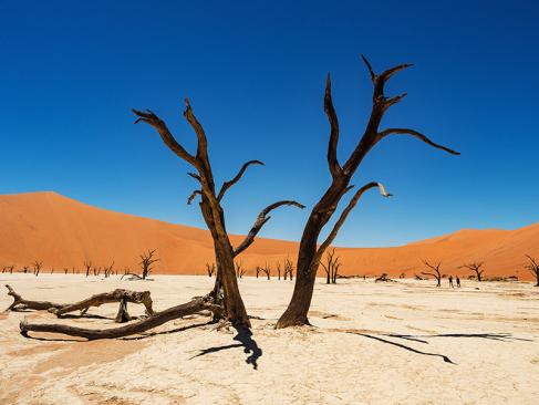 Deadvlei A Découvrir en Namibie - Deadvlei