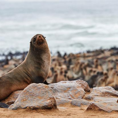 A Découvrir en Namibie - Cape Cross